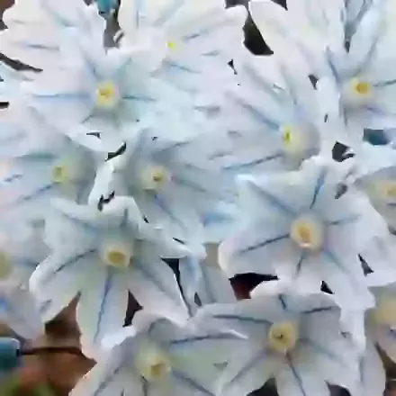 Libanotica